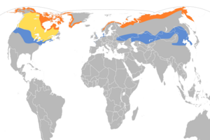 Calcarius lapponicus map.svg