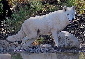 Canis lupus tundrarum Lobo Park.jpg