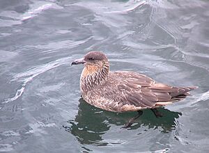 Catharacta chilensis (Chilean Skua).jpg