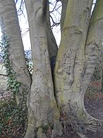 Trunk of tree that has been carved with inscriptions, including peoples' names and the runic names of Odin and Thor