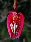 Crinodendron hookerianum Gay flower detail