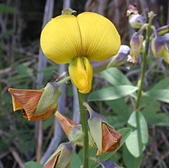 Crotalaria.jpg