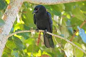 DR White-necked Crow.jpg