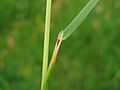 Deschampsia cespitosa ligula