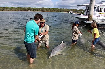 Dolphin Feeding at Tin Can Bay.jpg