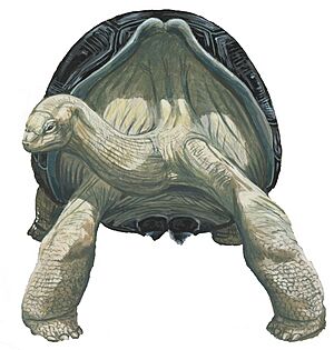 Domed Mauritius giant tortoise