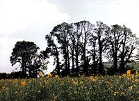 English elm in east sussex