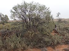 Eremophila caperata 01