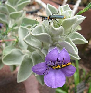 Eremophila warnesii 1.jpg