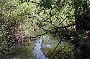 Fanno Creek in Greenway Park.jpg