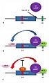 Fas alternative splicing