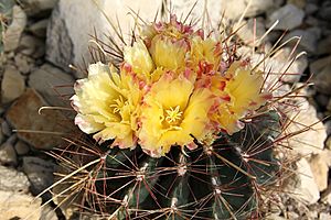 Ferocactus hamatacanthus pm