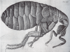 Flea-Hooke