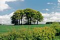 Garrowby Hill tumulus