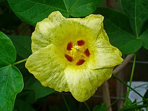 Gossypium herbaceum 002.JPG