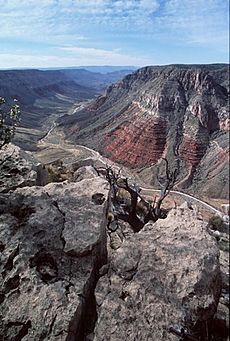 Grand canyon-parachant nm