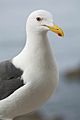 Great Blacked Backed Gull (19244633653)