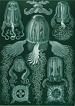 Haeckel Cubomedusae