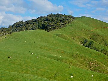 Hapuakohe Track to Maungakawa.jpg