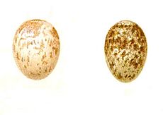 HemipusEgg