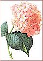 Hydrangea redoute