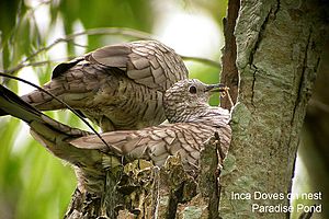 Inca Doves nesting