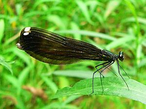 Jewelwing