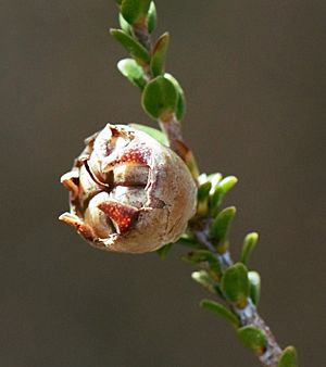 Leptospermum epacridoideum fruit