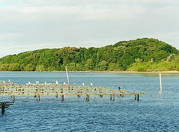 Littoral rainforest Brunswick Heads July 17 2000.jpg