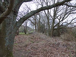 Lower Dicker SSSI (2).jpg