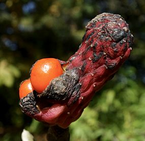 Magnolia acuminata mature fruit