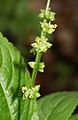 Mercurialis perennis flowers 080405