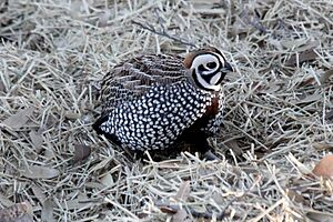 Montezuma Quail (Cyrtonyx montezumae)