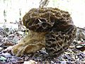 Morchella esculenta 5