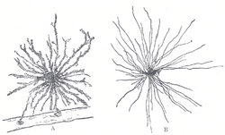 Neuroglia