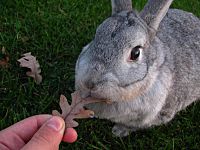 Ninja eating a leaf