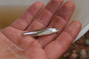 Notropis oxyrhynchus.jpg