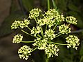 Petroselinum neapolitanum flower