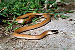 Plains black headed snake