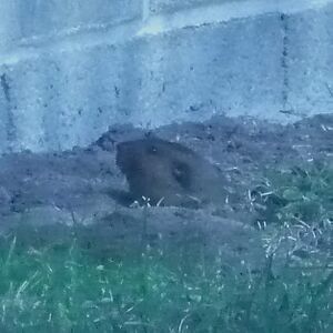 Pocket-mountain-gopher.jpg