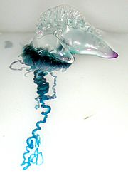 Portuguese Man-O-War (Physalia physalis)