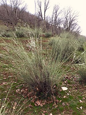 Prunus arabica.jpg