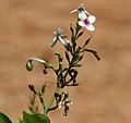 Pseuderanthemum reticulatum W IMG 1124