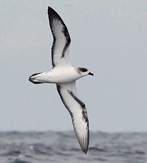 Pterodroma baraui, Durban, Birding Weto, b.jpg