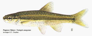 Pugnose Shiner (Notropis anogenus).gif