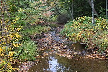 Rattling Run looking downstream.JPG