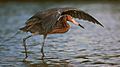 Reddish Egret Canopy Hunting