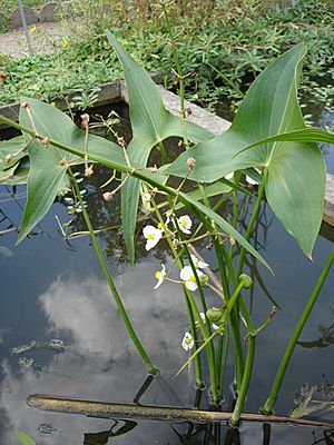 Sagittaria latifolia (flowers).jpg