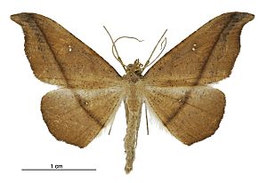 Sarisa muriferata male.jpg