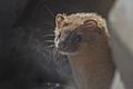 Siberian Weasel Pangolakha Wildlife Sanctuary East Sikkim India 14.02.2016